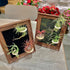 Generic 8 Tillandsia Air Plant Trio Kit: Caput-Medusae, Ionantha v.Stricta, Funckiana, Frame with Magnetic Holders