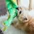 Outward Hound Squeaker Matz Plush Gator Dog Toy, Small