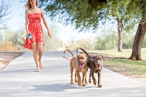 WIGZI Reflective Retractable Pet Leash for Two Dogs, 10ft Each up to 50 lbs, 360 Degree Zero Tangle, Gray