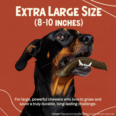 Heartland Deer Antlers for Dogs - Daily Dental Care Chews, X-Large 8-10", 1-Pack, Grade A, USA Made