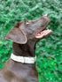Tuff Pupper Classic Heavy Duty Dog Collar | Medium (15-19" Neck) | 100% Waterproof & Odor Proof | Tough Rust-Proof