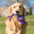 KONG Wubba Extra Large Dog Toy (Colors may vary)