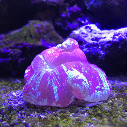 Seachem Reef Buffer 250gram
