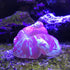 Seachem Reef Buffer 250gram