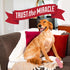 Nature's Miracle Advanced Platinum: 24 Ounces, Helps Discourage Repetitive Pet Marking