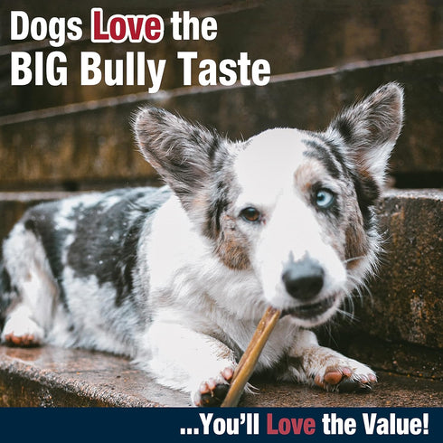 5 Count Cadet Bully Hide Sticks for Small Dogs, All-Natural Beef Pizzle, Limited-Ingredient Long-Lasting Dog Chews