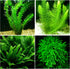 Aquatic Discounts Anacharis + Hornwort + Java Fern + Java Moss - 4 Types