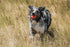 Chuckit! Ultra Ball Dog Toy, Medium (2.5 Inch Diameter), Pack of 1