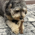 SPOT Bam-Bones Wishbone Dog Chew - Durable Bamboo Fiber Toy for Light to Moderate Chewers, 5.25in, Bacon Flavor