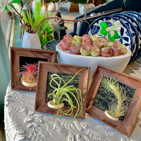 Generic 4" Tillandsia Ionantha v. Stricta Air Plant Kit, Frame (Wall-Mount & Free-Stand), Magnetic Holder, Black