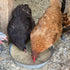 (10 Pampered Chicken Mama Chicken Feed Mash - Premium Layer Feed Pellets - High Protein & High Calcium Chicken Grower