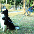 Long Dog Leash for Training, 16FT/30FT/50FT/100FT Reflective Leash with Lockable Hook for Dogs Outside