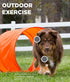 Set Interactive Outdoor Dog Agility Training for Active Pups