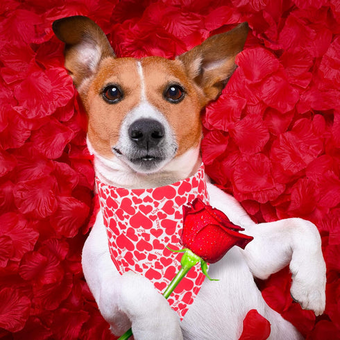 ADOGGYGO 4 Pack Valentine Dog Bandana Triangle Pet Scarf, Red Pink Heart Pattern for Medium Large Dogs (Large)