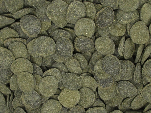 Mini Algae Discs for Aquarium Cleaning