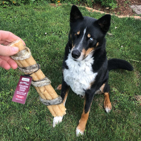 Icelandic+ Beef Collagen Dental Chew Stick Wrapped with Fish, 8" Dog Treat