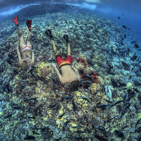 Set Seavenger Aviatar Diving Dry Top Snorkel with Adjustable Open-Heel Fins, Single-Lens Mask, and Mesh Gear Bag