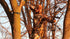 Hunting Gear Treestand Strap Accessory Holder: Multi-Hook for Bow Hanger, Quiver, Binoculars, Tree Stand Accessories