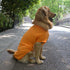 Lovelonglong Dog Costumes Basic Blank T-Shirt Tee Shirts for Large Dogs, Orange XXXXL