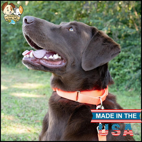 Country Brook Petz Martingale Dog Collar - Heavy-Duty No Buckle Training Collar for All Pups, Hot Orange, 1 Inch, Medium