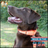 Country Brook Petz Martingale Dog Collar - Heavy-Duty No Buckle Training Collar for All Pups, Hot Orange, 1 Inch, Medium