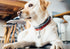 Stainless Steel Dog Tag Quick Clips for Medium and Large Dog Collars