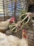Spinning Feeder Ball Toy for Chickens, Food Holder for Backyard Coops, Enrichment Hay Ball, Gift for Chicken Keepers