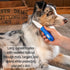 Ultimate Pet Dematting & Deshedding Set, 3 in 1 Grooming Tool Set, Dual Sided Rake, Dematting Razor Comb