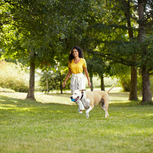 Premium Natural Dry Dog Food: Real Chicken & Veggies Recipe with Added Vitamins, 6 Pounds
