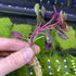 Dwarf Lobelia Cardinalis Live Aquarium Plant - Ideal Shelter