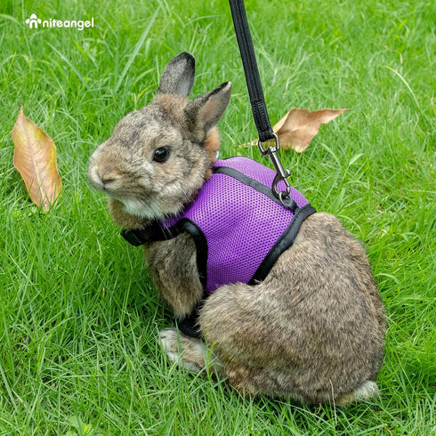 Niteangel Adjustable Soft Harness with Elastic Leash - For Rabbits (M, Black)