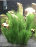 BEGONDIS 5Pcs Fish Tank Artificial Green Water Plants, Made of Silk Fabrics and Plastic Decorations