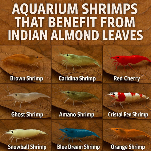 10 Pack, 6 Shrimp Tank Accessories Indian Almond Leaves for Shrimps,Snails,Crayfish Dried Catappa Leaves for Aquariums