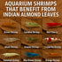 10 Pack, 6 Shrimp Tank Accessories Indian Almond Leaves for Shrimps,Snails,Crayfish Dried Catappa Leaves for Aquariums