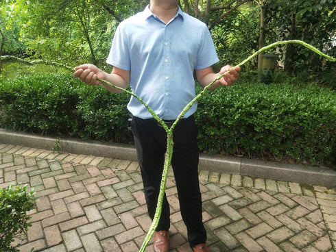 Flexible Bend-A-Branch Reptile Vines, Long Jungle Climber Habitat Decor for Chameleons, Lizards, Snakes