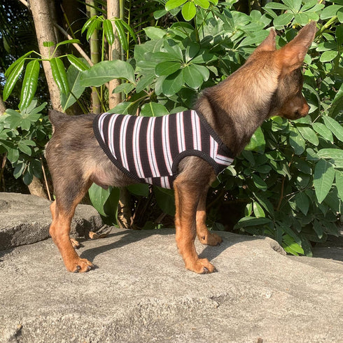 YQYS Dog Shirts, Multi-color Striped Cotton Vest for Small Dogs and Cats, Tank Top for Teacup Breeds