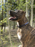 Thin Blue Line Dog Collar by Native Pup, Stars Design for Medium Dogs