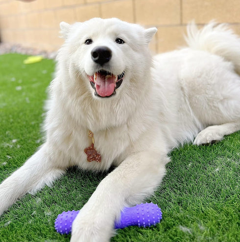 ToothBuddy Dental Chew Dog Bone - Chew Stick for Safe Pet Play, Made from Textured & Non-Toxic Silicone for Soft and