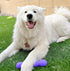 ToothBuddy Dental Chew Dog Bone - Chew Stick for Safe Pet Play, Made from Textured & Non-Toxic Silicone for Soft and