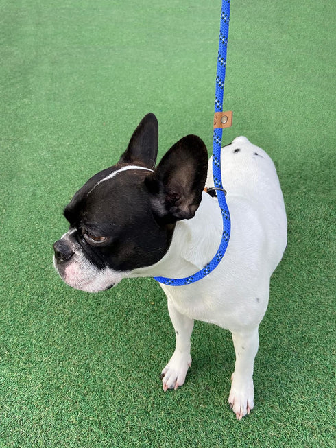 5 FT Slip Lead Dog Leash, Heavy Duty Rope for Small Medium Large Dogs, No Pull Training Lead, Blue Stripe, Medium