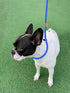5 FT Slip Lead Dog Leash, Heavy Duty Rope for Small Medium Large Dogs, No Pull Training Lead, Blue Stripe, Medium