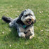 SPOT Dura-Fused Chunkies Bone - All Natural Leather and Felt Dog Toy, Durable Extra Thick Chew Toy for Aggressive