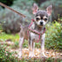 Mile High Life Leopard Dog Harness Collar Leash Set, Adjustable No Pull Halter for Small Breed Dogs (Pink, XS Chest