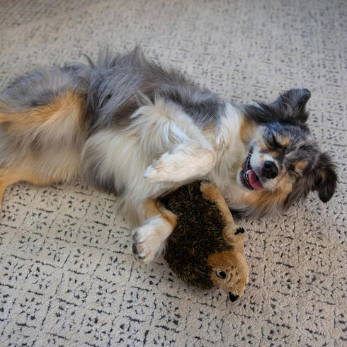 9" 5" 6.5" Outward Hound Hedgehogz Stuffed Dog Toy Soft Plush Hedgehog, Grunts & Squeaks, Medium, x x