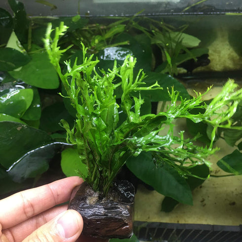 Anubias, Java Fern, Moss and more! Freshwater Live Aquarium Plants on Driftwood for Aquatic Tropical Fish Tank