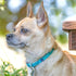 Blueberry Pet Essentials X-Small Dog Collar, Adjustable & Eco-Friendly Durable Nylon Strap, Black for Boy & Girl Pets