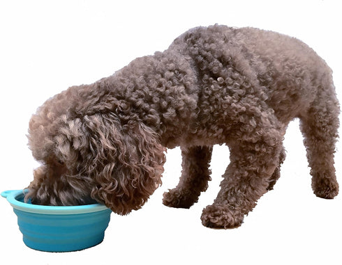 Prima Pet Expandable Collapsible Silicone Food & Water Travel Bowl with Clip for Small & Medium Dogs, AQUA