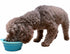 Prima Pet Expandable Collapsible Silicone Food & Water Travel Bowl with Clip for Small & Medium Dogs, AQUA