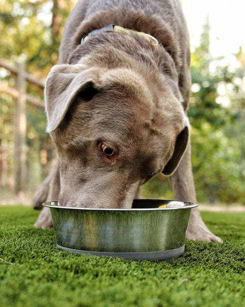 2.5 lb Weighted Dog Bowl - No Slip, No Tip, Heavy Stainless Steel Dog Bowl with Silicone Rubber Foot