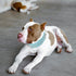 TEEMERRYCA Adjustable Microfiber Leather Spiked Studded Dog Collars with Squeak Ball Gift for Small Medium Large Pets